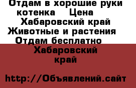 Отдам в хорошие руки котенка  › Цена ­ 1 - Хабаровский край Животные и растения » Отдам бесплатно   . Хабаровский край